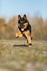running German Shepherd