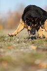 German Shepherd