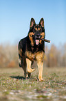 running German Shepherd
