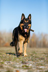 running German Shepherd