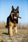 running German Shepherd