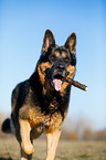 running German Shepherd