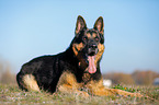 lying German Shepherd