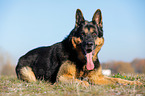 lying German Shepherd