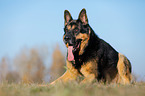 lying German Shepherd