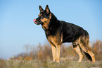 standing German Shepherd