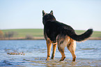 standing German Shepherd
