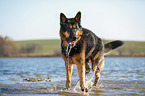 German Shepherd