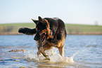 walking German Shepherd