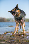 standing German Shepherd