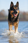 running German Shepherd