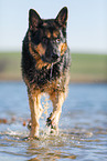 running German Shepherd