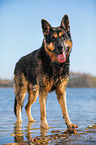 standing German Shepherd