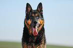 German Shepherd Portrait