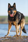 standing German Shepherd