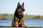 lying German Shepherd