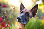 German Shepherd Portrait