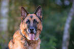 German Shepherd Portrait