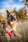 lying German Shepherd