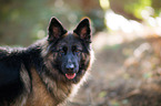 German Shepherd Portrait