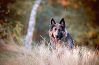 German Shepherd Portrait