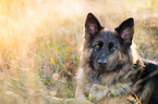 lying German Shepherd