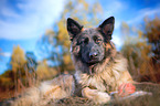 lying German Shepherd