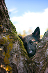 German Shepherd Portrait