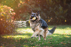 playing German Shepherd