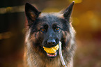 German Shepherd Portrait