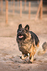 running German Shepherd