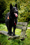 rescue dog