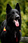 rescue dog