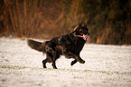 black German Shepherd
