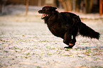 black German Shepherd