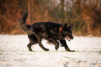 black German Shepherd