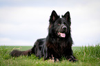 black German Shepherd