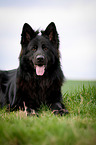black German Shepherd