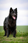black German Shepherd