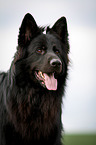 black German Shepherd