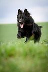 black German Shepherd