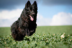 black German Shepherd