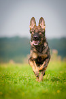 running German Shepherd