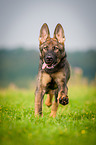 running German Shepherd