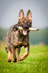 German Shepherd retrieves Dummy