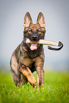 German Shepherd retrieves Dummy