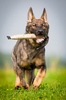 German Shepherd retrieves Dummy