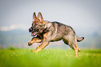 running German Shepherd