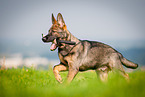 German Shepherd retrieves Dummy