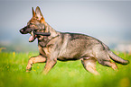 German Shepherd retrieves Dummy